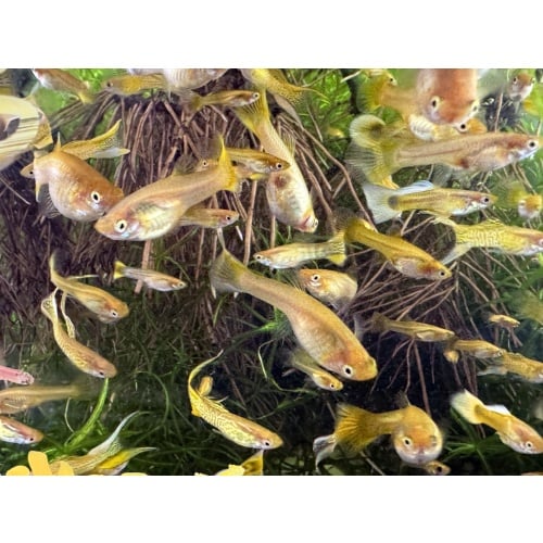 Cobra Gold Lace x Sunset Mix Guppies