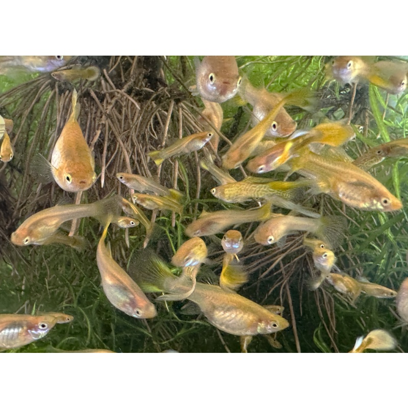 Cobra Gold Lace x Sunset Mix Guppies