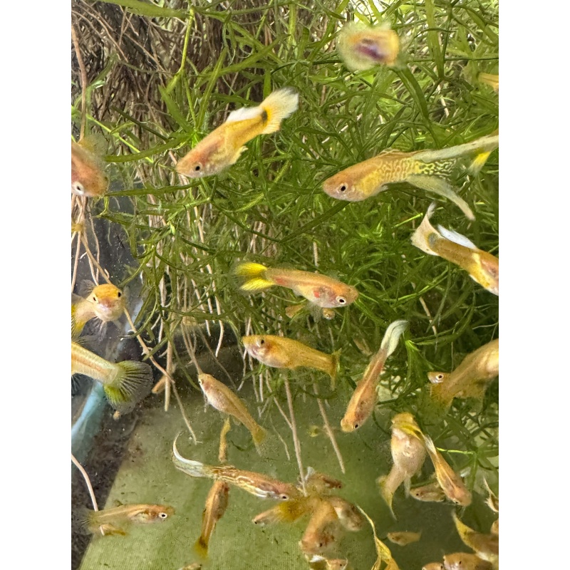 Cobra Gold Lace x Sunset Mix Guppies