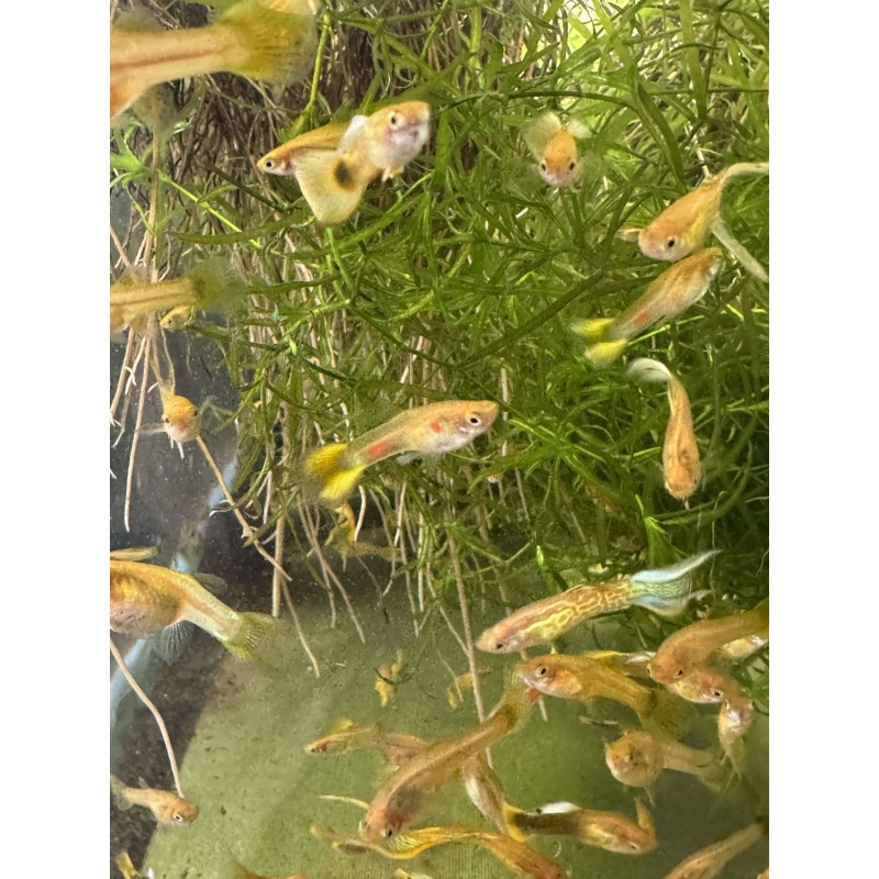 Cobra Gold Lace x Sunset Mix Guppies - 15+ Adult Pack