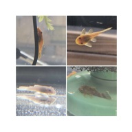 Color Combo Short Fin BN Plecos