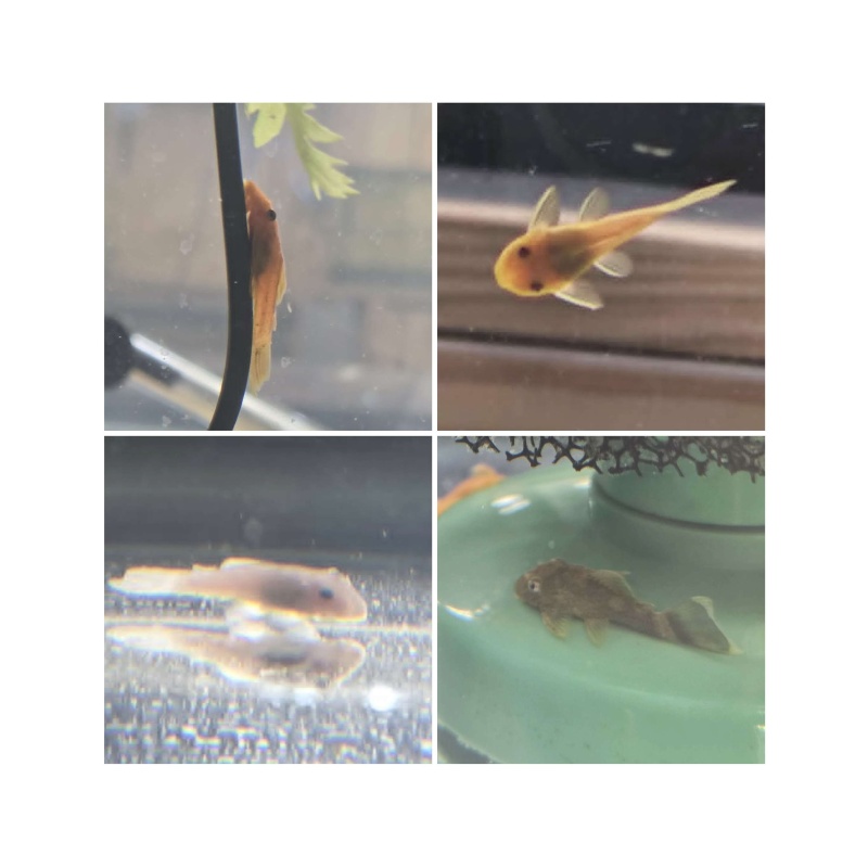 Color Combo Short Fin BN Plecos
