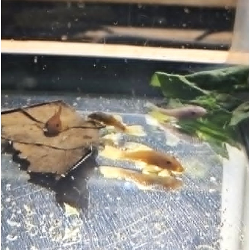 Color Combo Short Fin BN Plecos