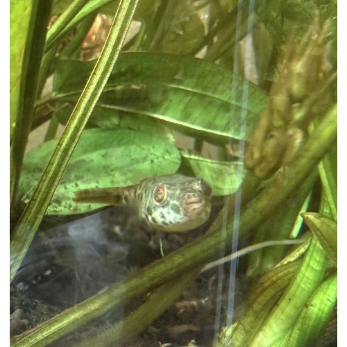 Spotted Congo Puffer