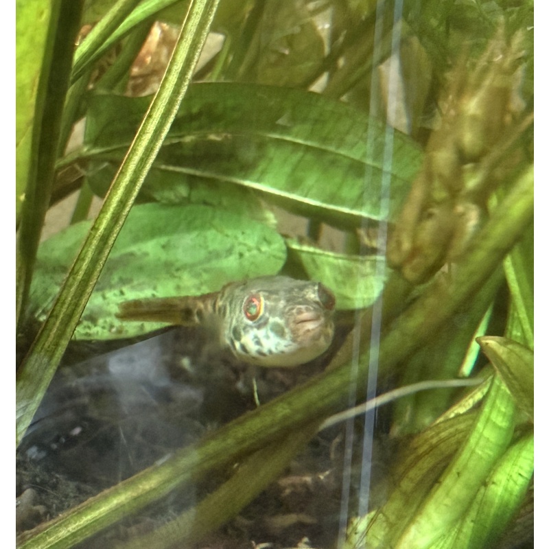 Spotted Congo Puffer