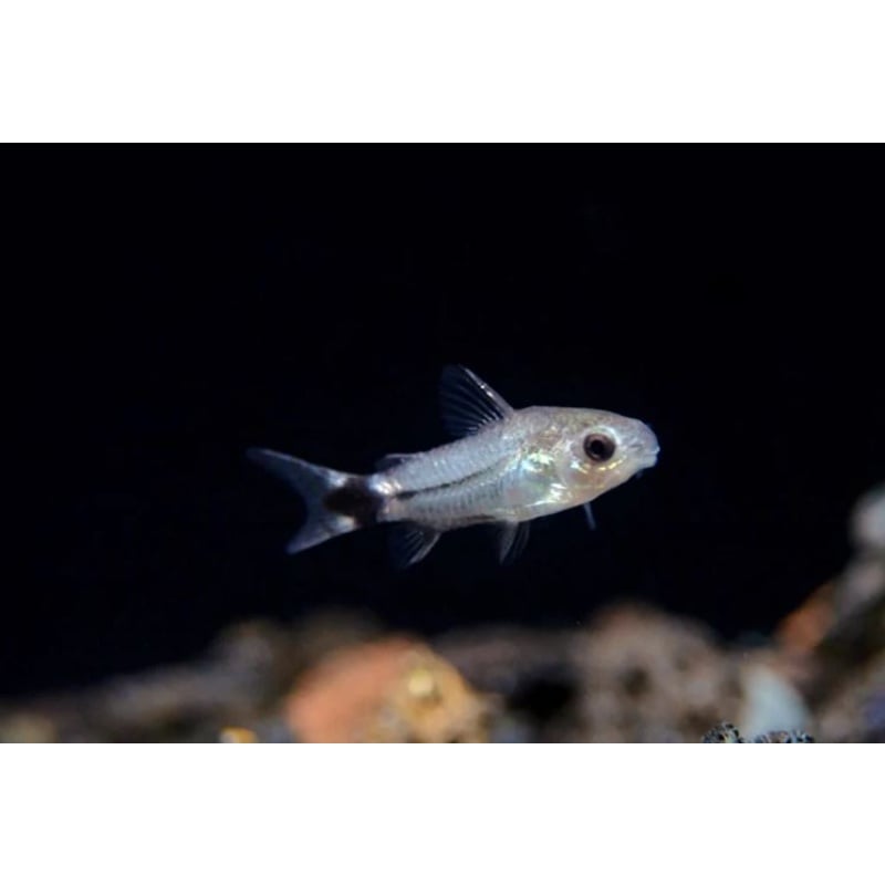 Corydoras Hastatus (qty12)