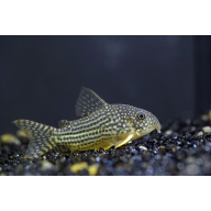 Sterbai Corydoras catfish