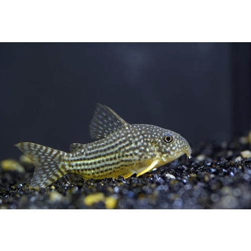Sterbai Corydoras catfish