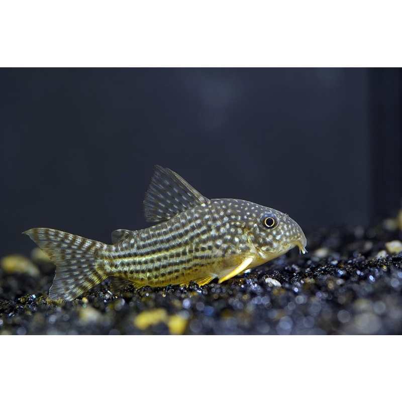 Sterbai Corydoras catfish