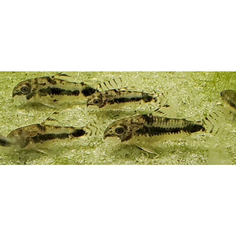 Cory habrosus 5 WC