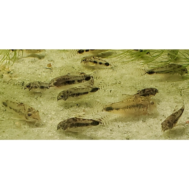 Corydoras habrosus 5 WC dwarf corys, more available