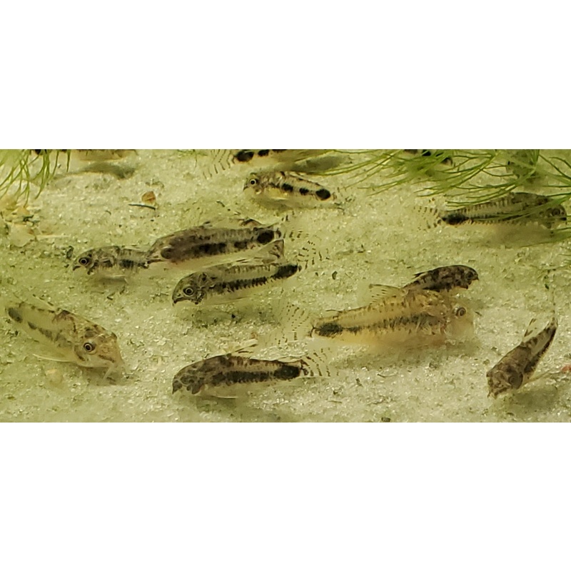 Cory habrosus 5 WC