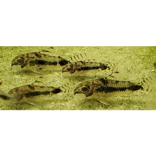 Corydoras habrosus 5 WC dwarf corys, more available