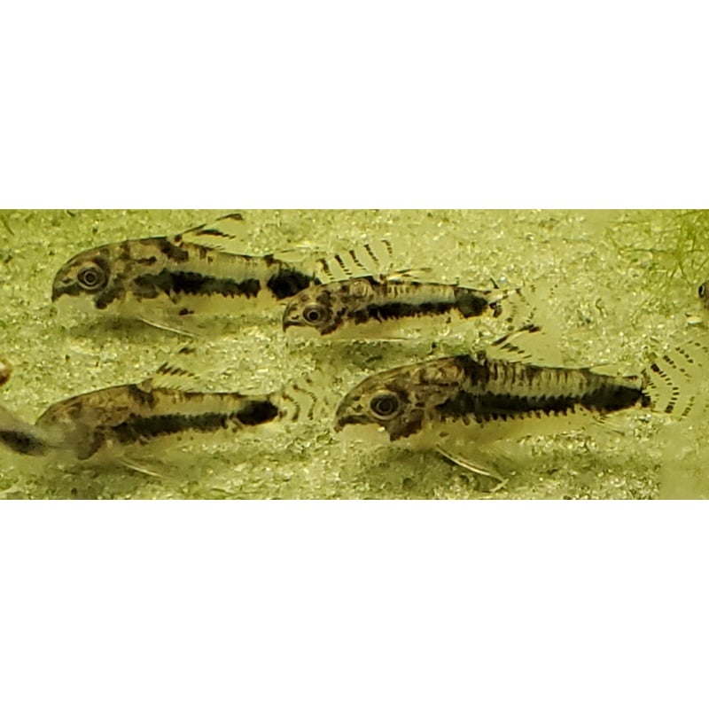 Corydoras habrosus 5 WC dwarf corys, more available
