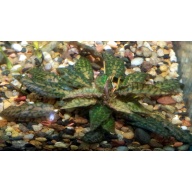 1x Cryptocoryne nurii 'Rosen Maiden'