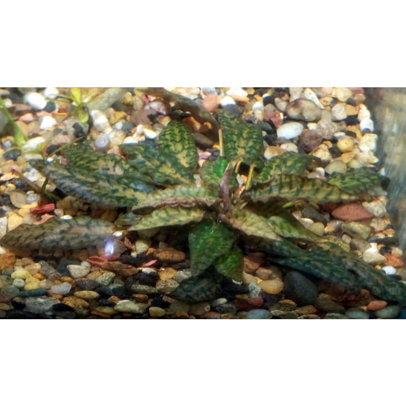 1x Cryptocoryne nurii 'Rosen Maiden'