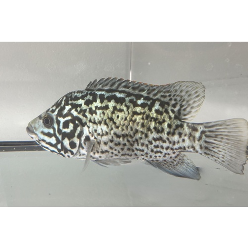 Cuban Tetracanthus Cichlid 5"