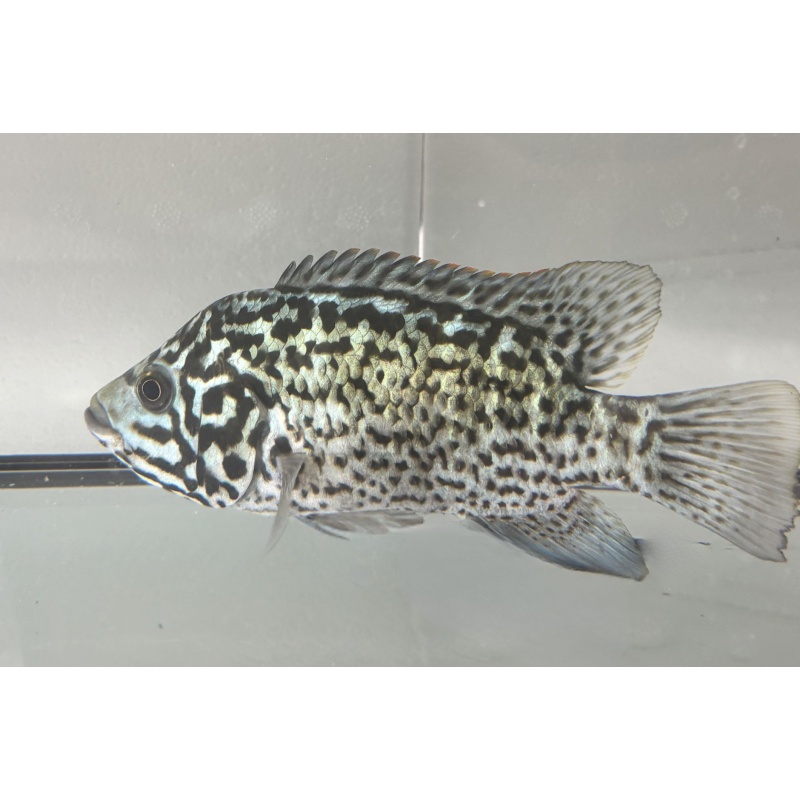 Cuban Tetracanthus Cichlid 5"