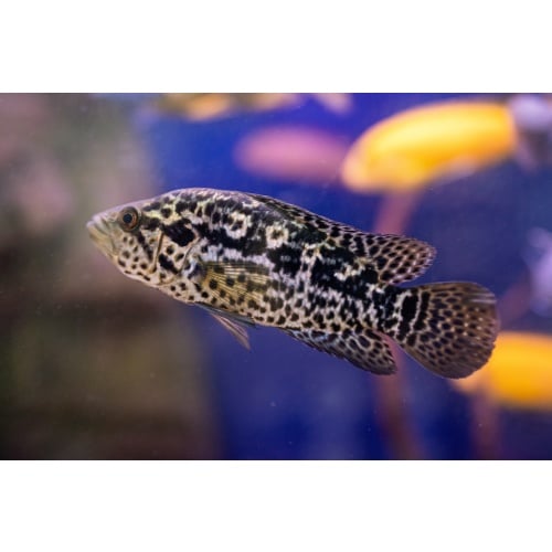 Cuban Tetracanthus Cichlid 5"