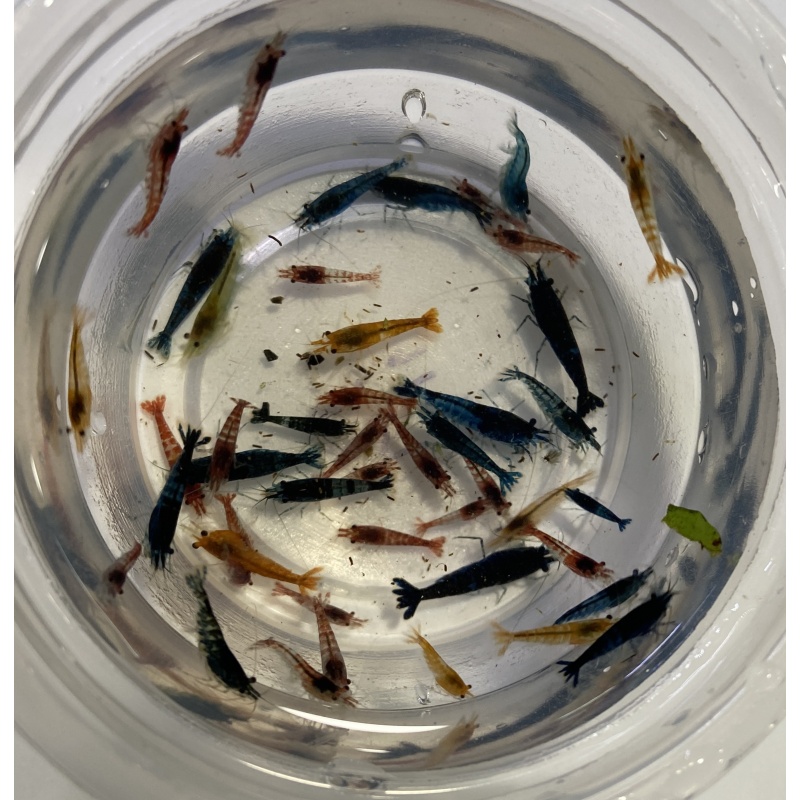 Neocaridina culls 30+2