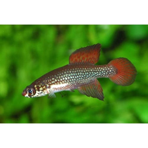 Cynopoecilus melanotaenia URU 25-02 Ruta 9 Capacho