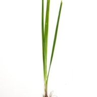 6 cyperus  helferi