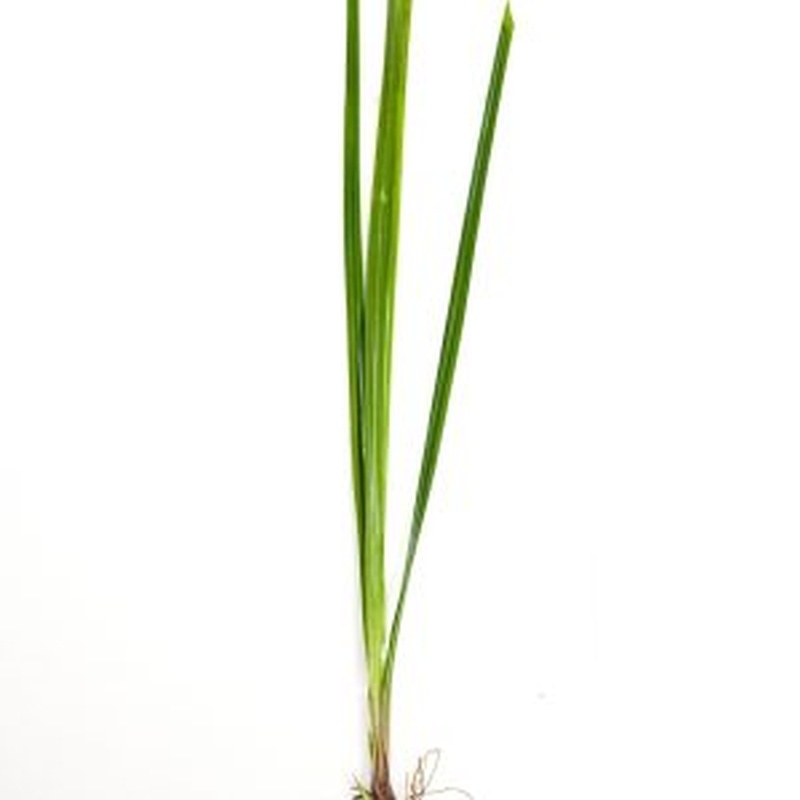 6 cyperus  helferi