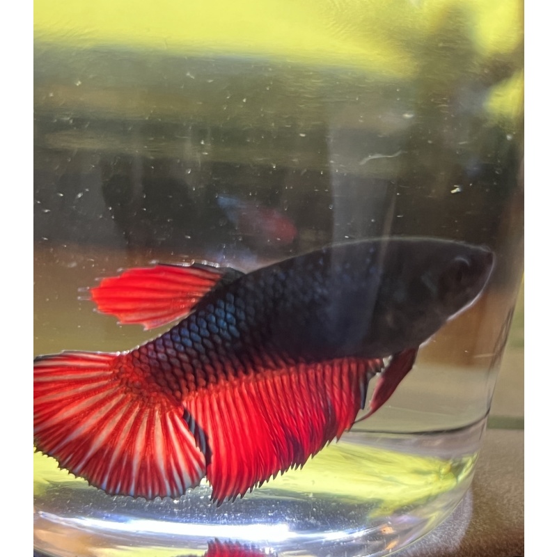 Female Plakat Type Betta | Black and Crimson + Blue/Teal Iridescent | Mystique