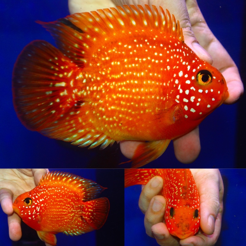 Premium Crystal parrot 4.5 inch