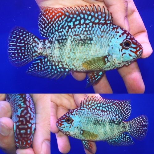 Nice male Super red texas size 4 inch
