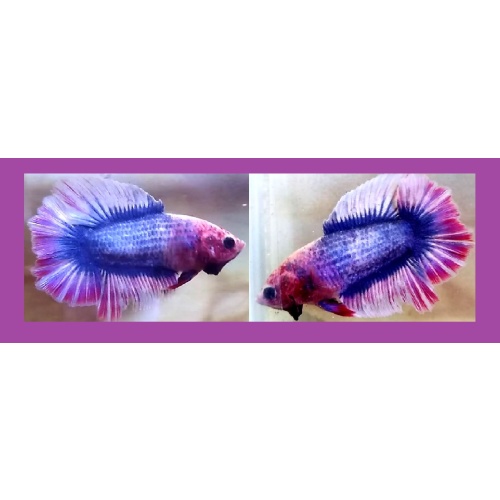 DOUBLETAIL BLUE PURPLE FANCY!! #1 (Shipping Cost Included in Price)