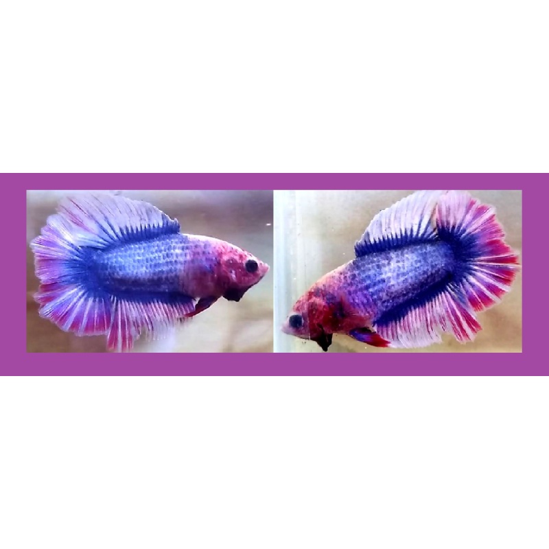 DOUBLETAIL BLUE PURPLE FANCY!! #1 (Shipping Cost Included in Price)
