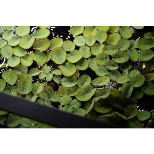 Salvinia Minima (Water Spangles)