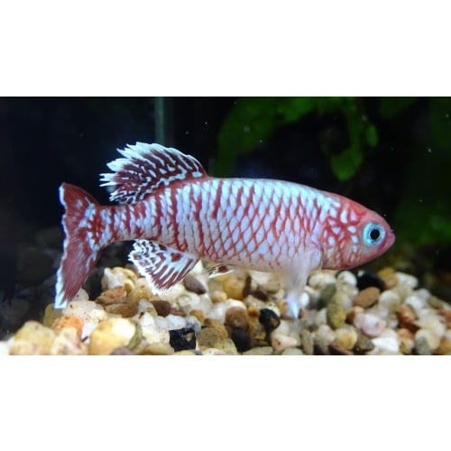 Nothobranchius eggersi Makurunge Tan 19-19 +50 eggs