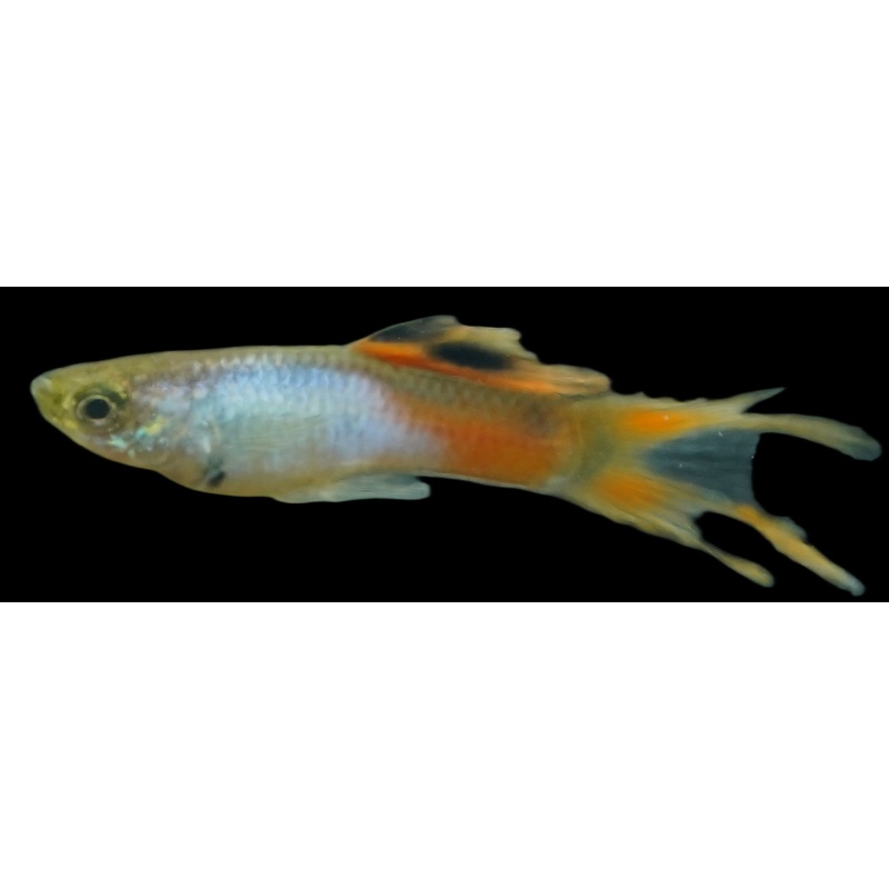 Scissor-tail guppy