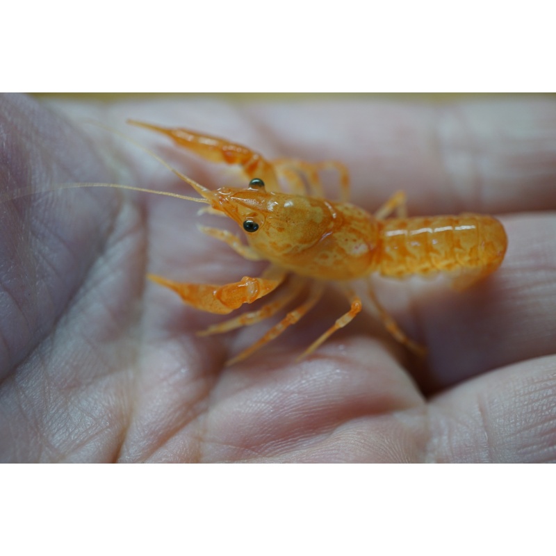 5 Live Mexican Orange Dwarf Crayfish CPO – Tank Raised Colony