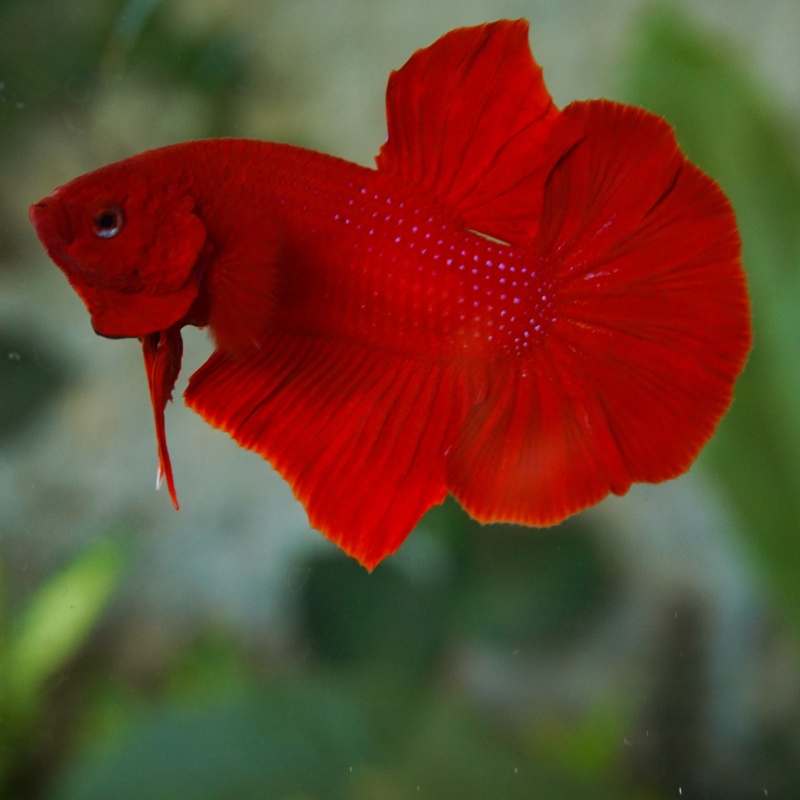 Giant super red male 3 month