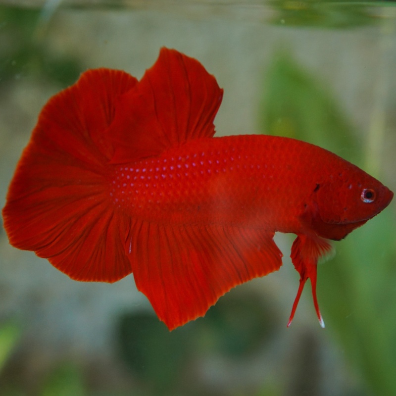 Giant super red male 3 month