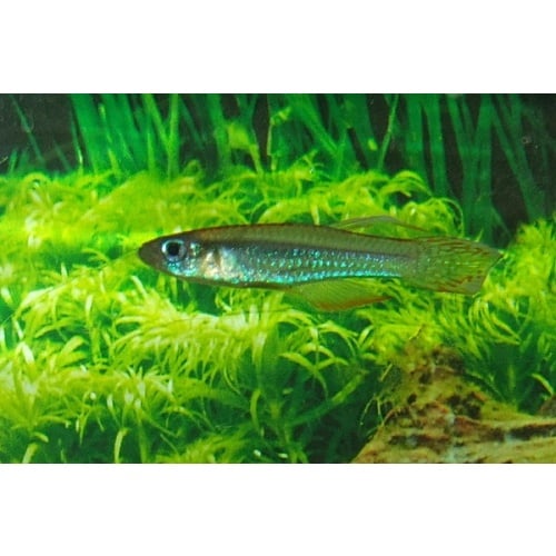 Poropanchax luxophthalmus luxopfthalmus Afanji BCP 18-13