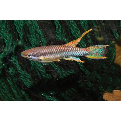Chromaphyosemion bitaeniatum, lagos red