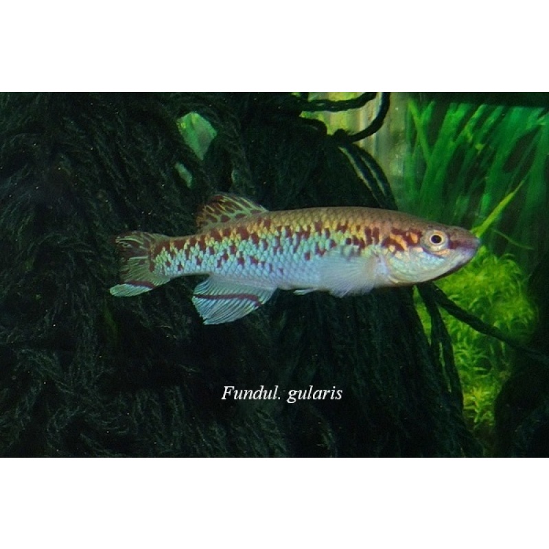 Fundulopanchax gularis