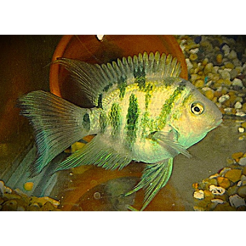 Large Adult Male Longfin Blue Polar Parrot