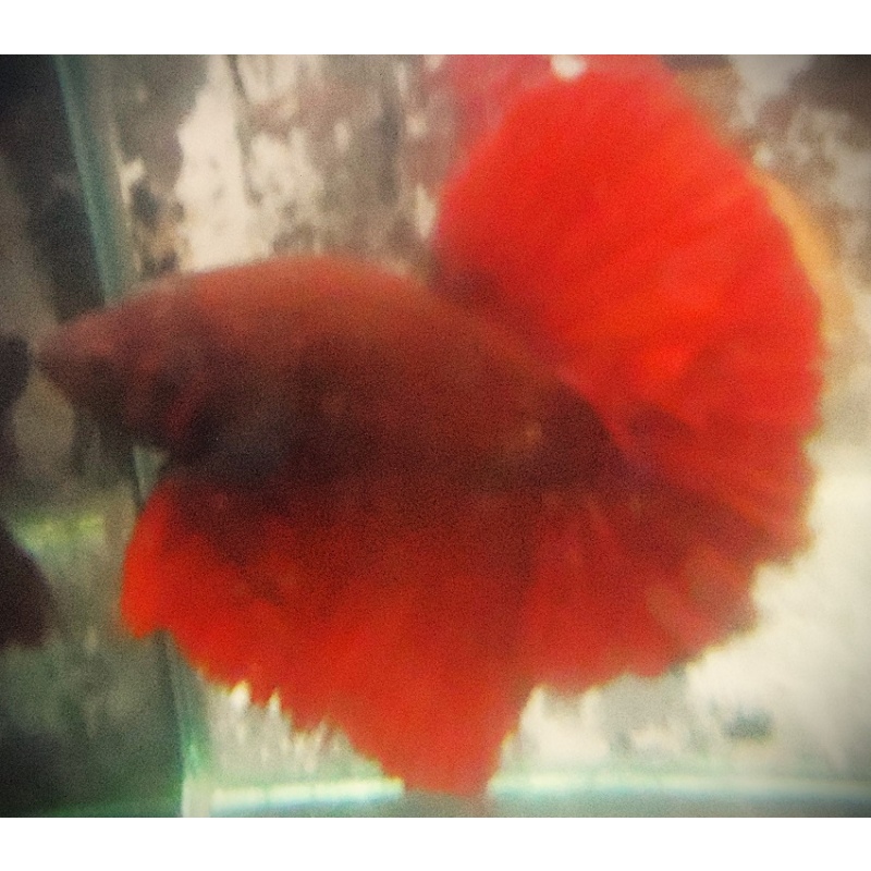 BSE Red Male