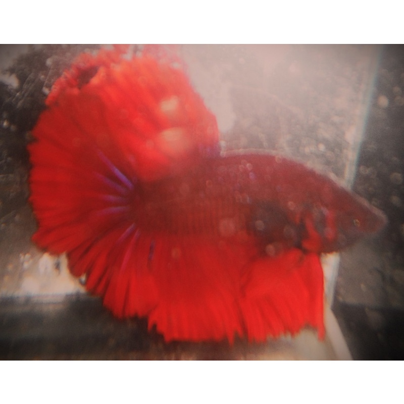 BSE Red Male