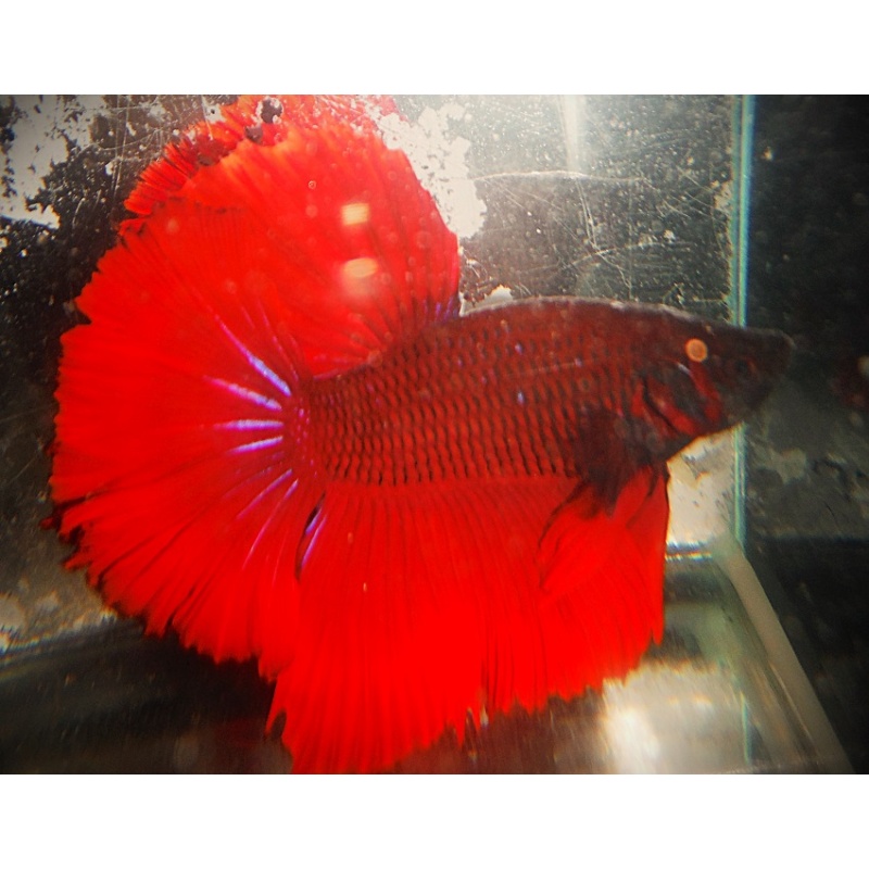 BSE Red Male