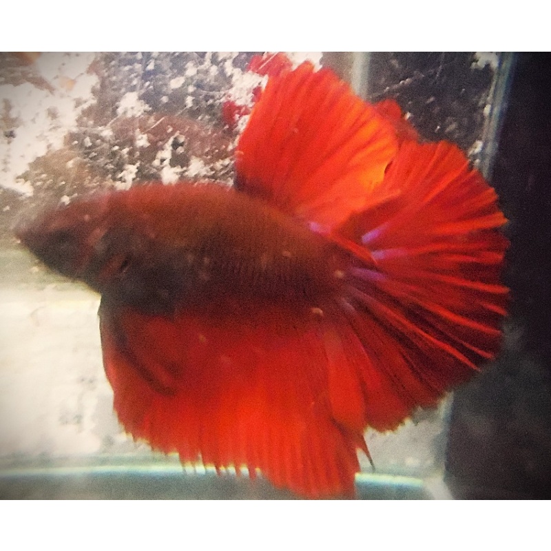 BSE Red Male