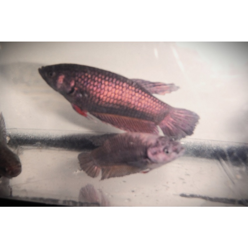 Group of 6 Copper Alien Hybrid Females