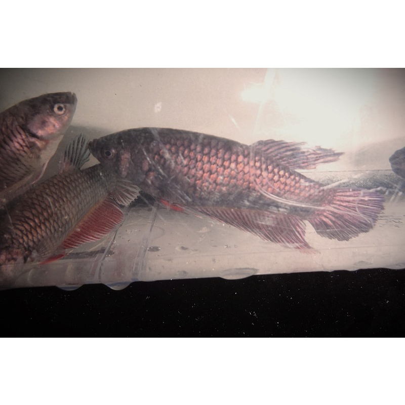 Group of 6 Copper Alien Hybrid Females