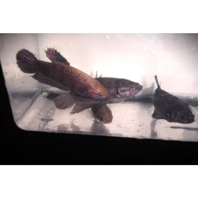 Group of 6 Copper Alien Hybrid Females