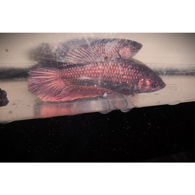 Group of 6 Copper Alien Hybrid Females